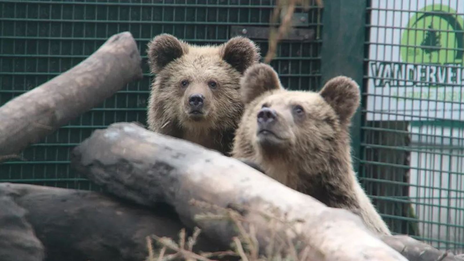 Police called as two young bears escape from wildlife enclosure in Devon – and devour honey | UK News