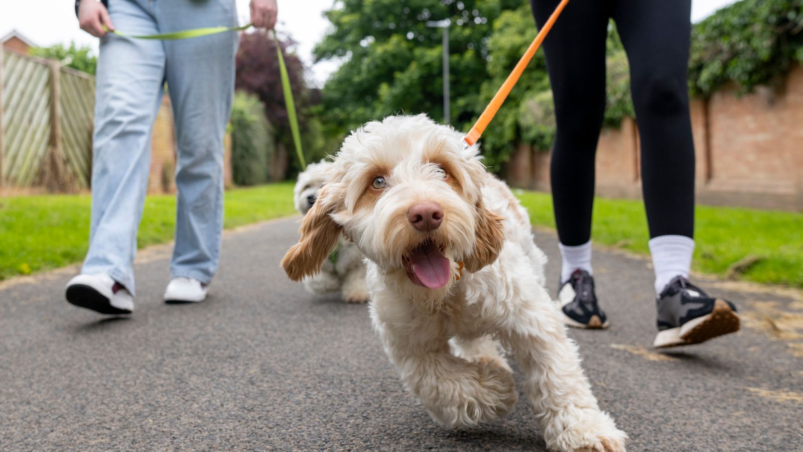Injured dog walkers could be costing NHS £23m a year | Offbeat News