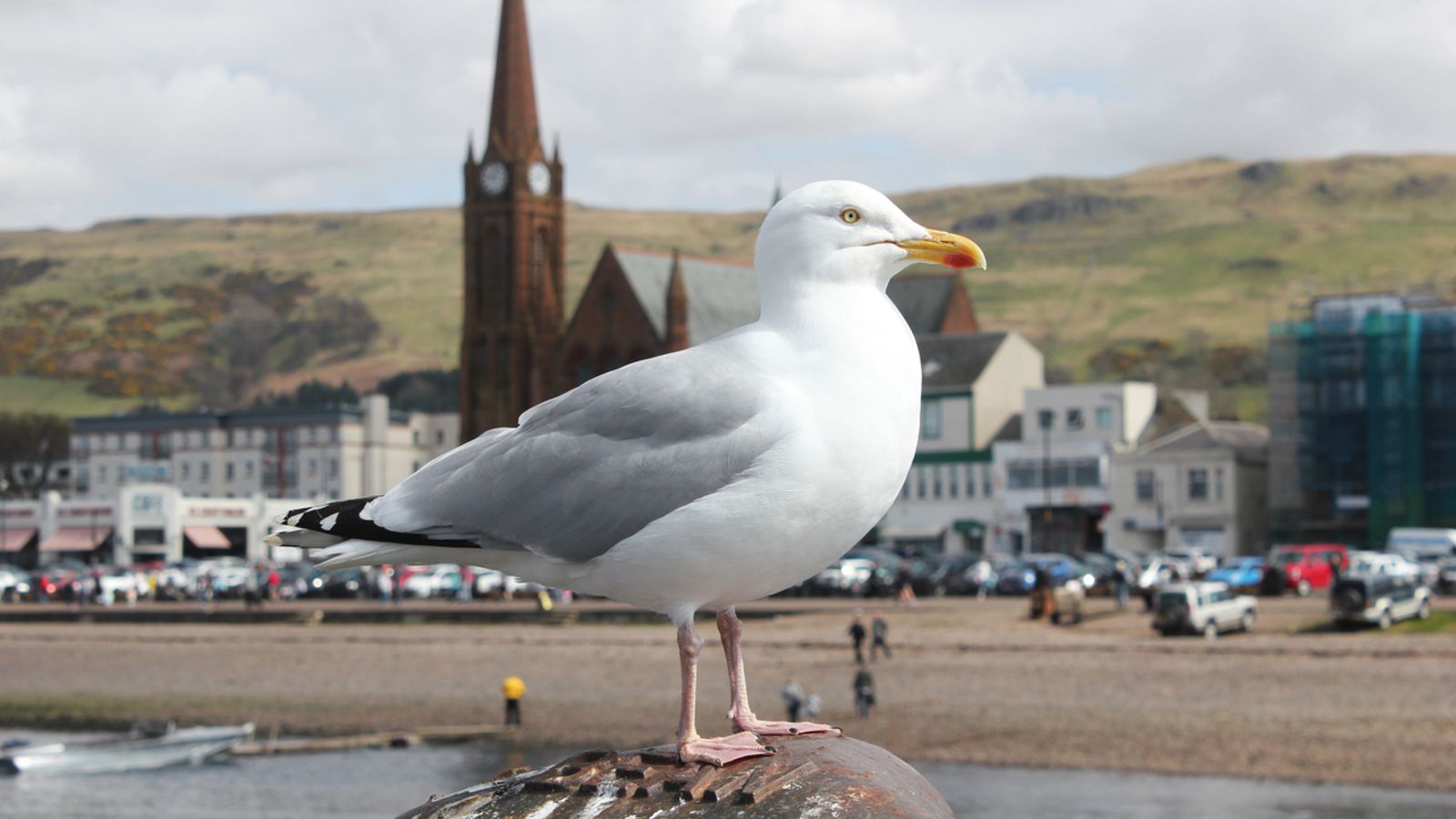 Calls for Scotland-wide seagull summit amid warnings someone could be killed | UK News