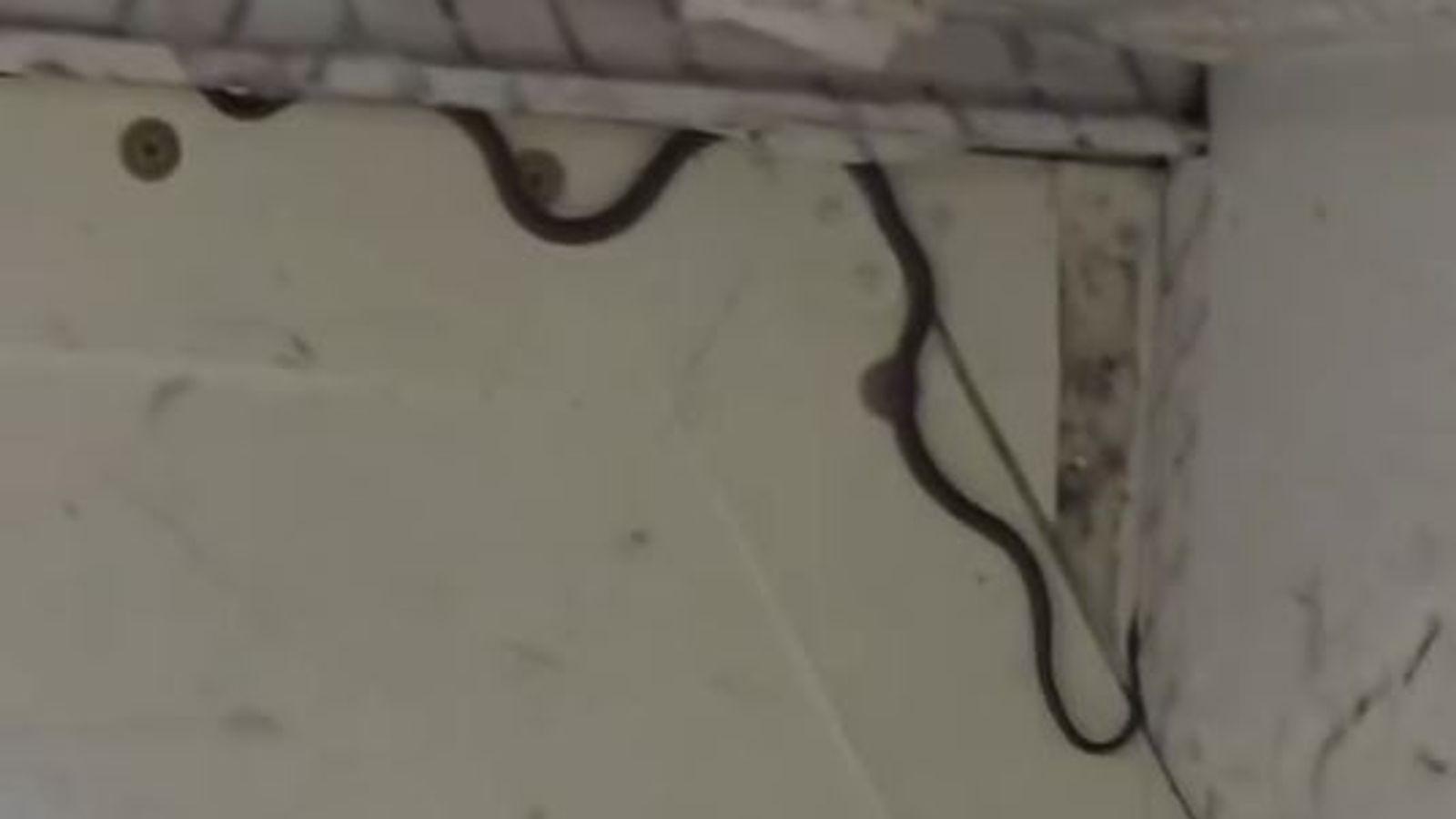 Snake captured on passenger plane – as expert reveals how it got there | World News